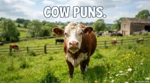 Cow Puns